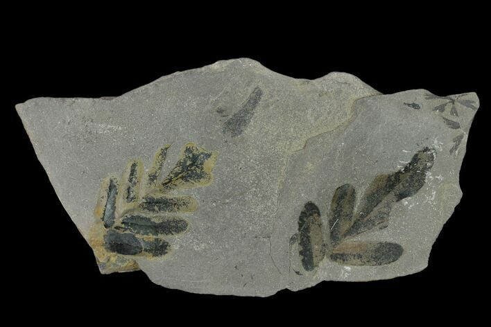 Pennsylvanian Seed Fern (Neuropteris) Fossil - Oklahoma #133635